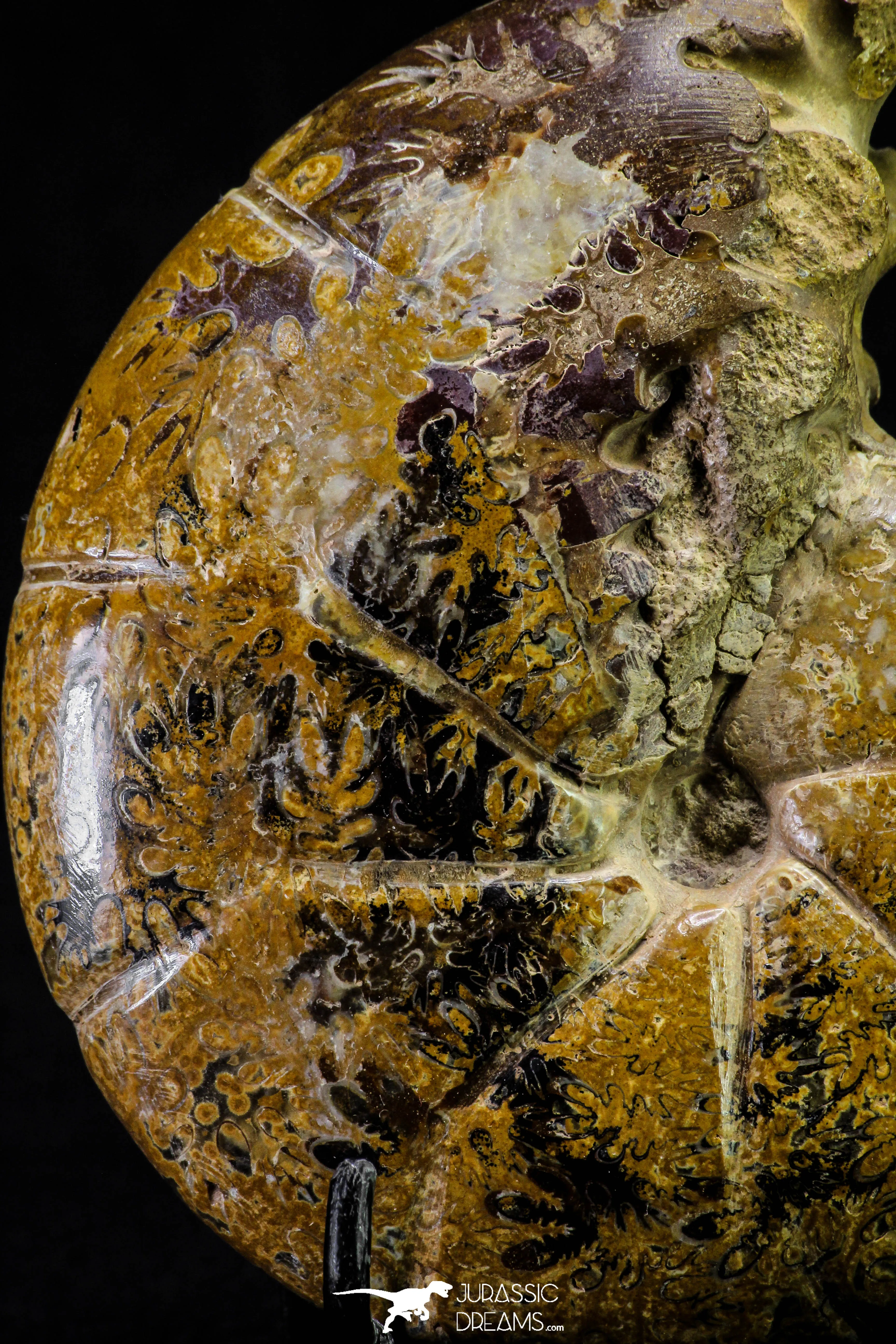 20868 - Nice Agatized & Polished 3.96 Inch Cleoniceras sp Lower Cretaceous Ammonite Madagascar