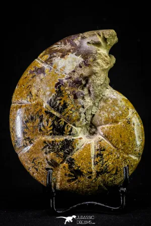 20868 - Nice Agatized & Polished 3.96 Inch Cleoniceras sp Lower Cretaceous Ammonite Madagascar