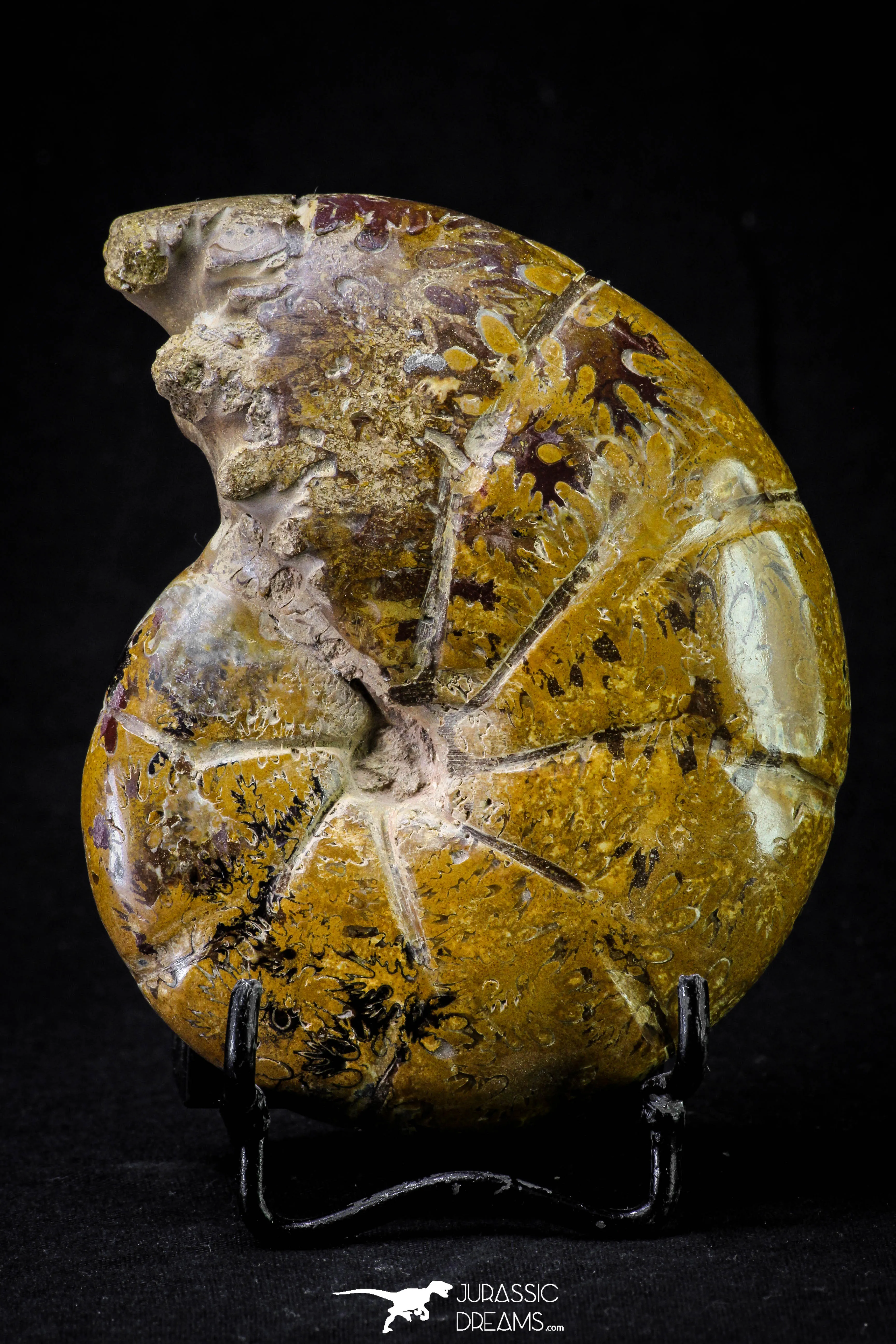 20868 - Nice Agatized & Polished 3.96 Inch Cleoniceras sp Lower Cretaceous Ammonite Madagascar