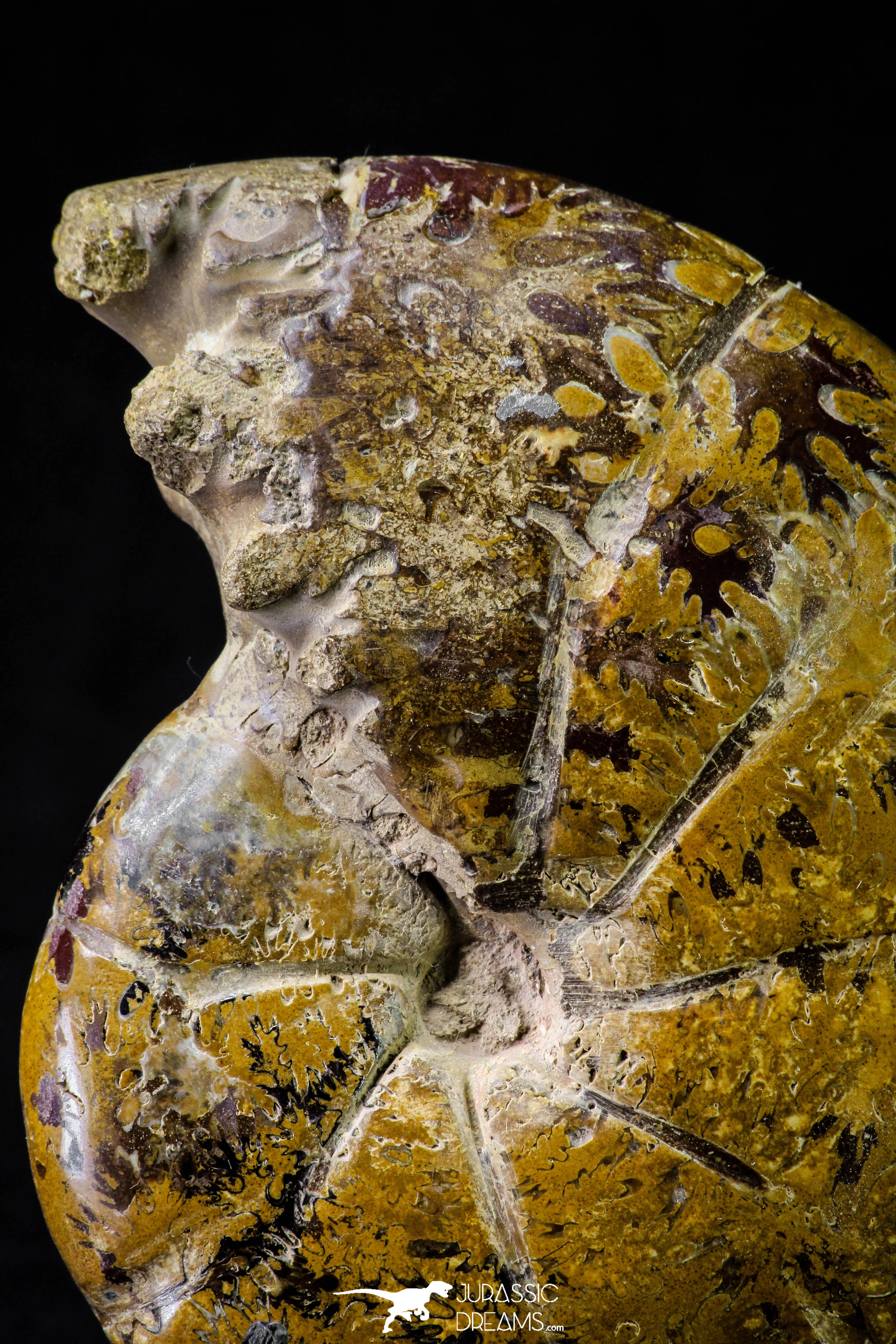 20868 - Nice Agatized & Polished 3.96 Inch Cleoniceras sp Lower Cretaceous Ammonite Madagascar