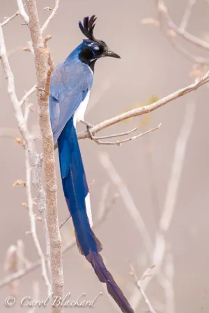 Black-throated Magpie-Jay, graceful curves, Mexico