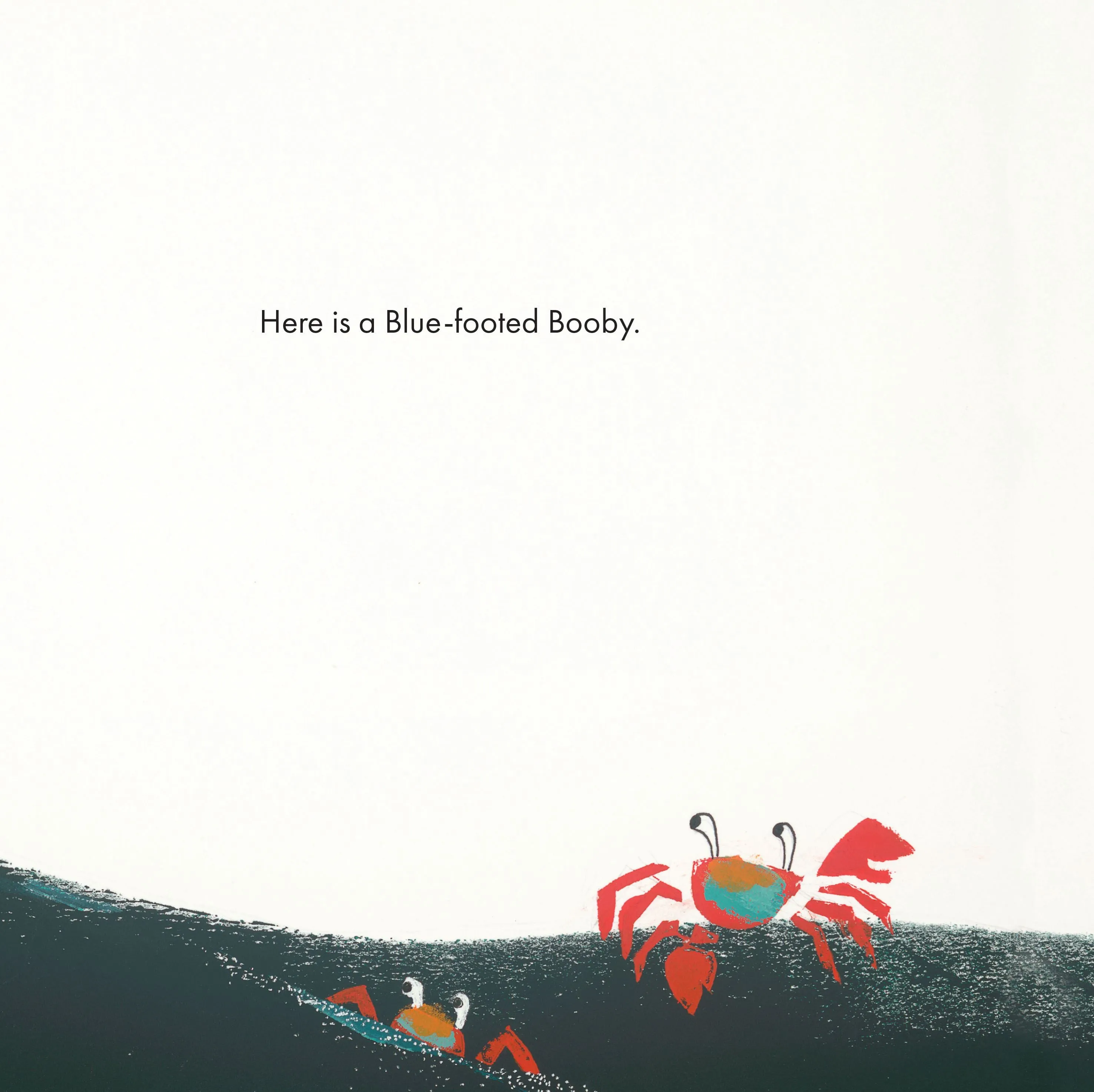 Boobies
