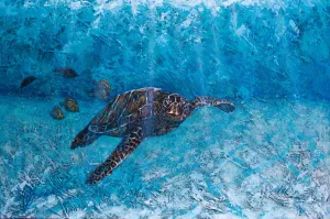 Honu in the Bay