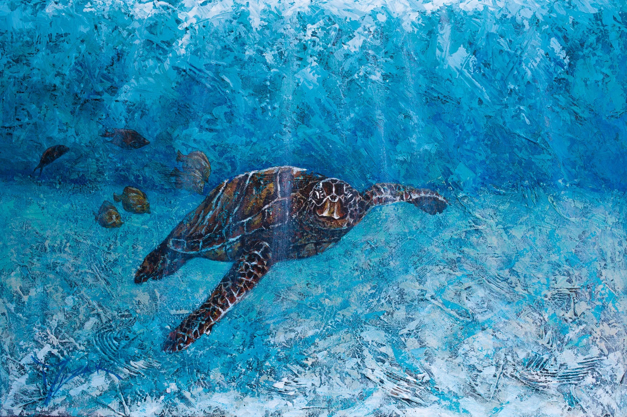 Honu in the Bay