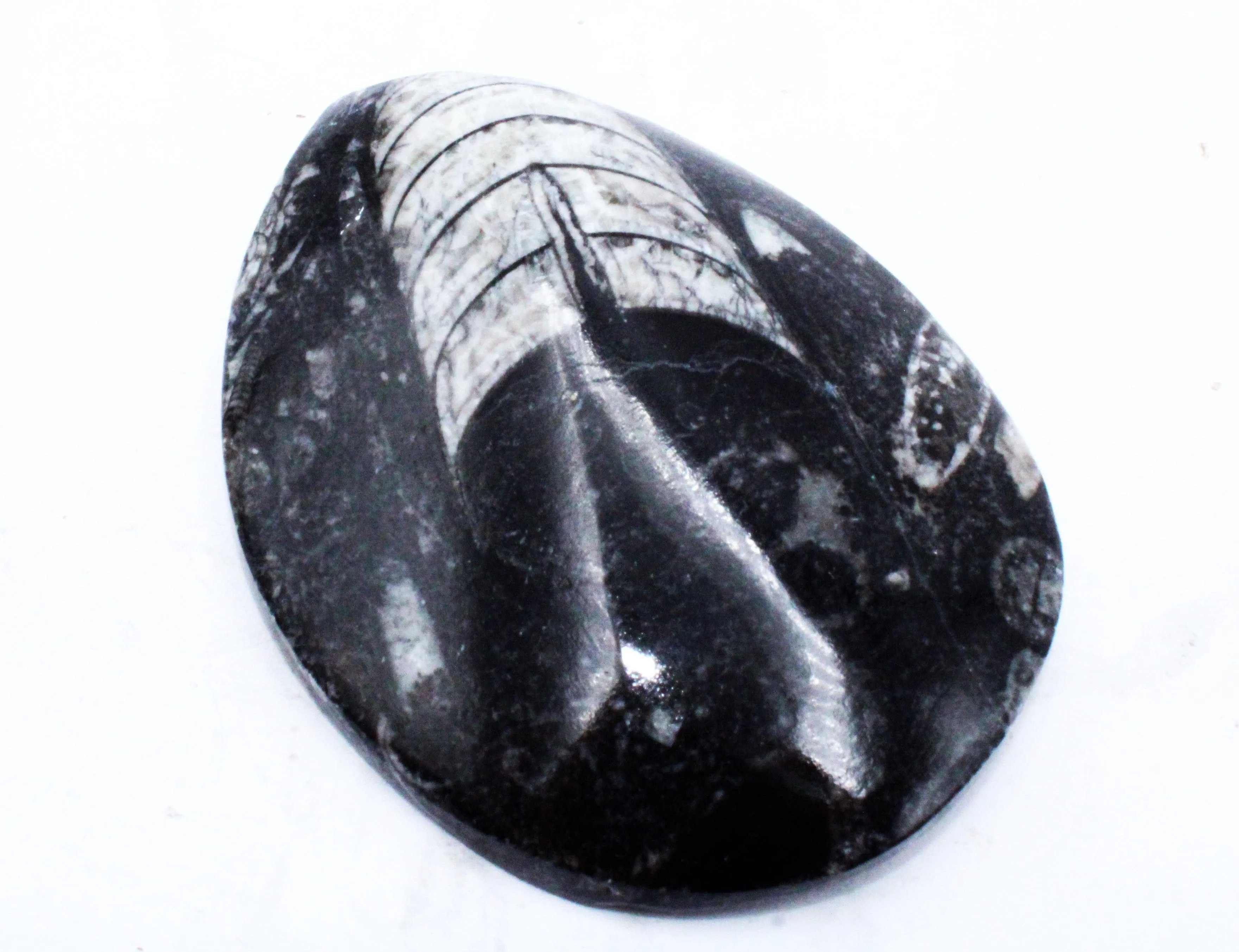 Medium Polished Orthoceras