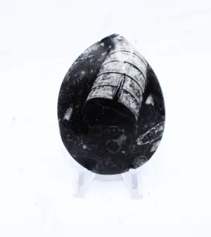 Medium Polished Orthoceras