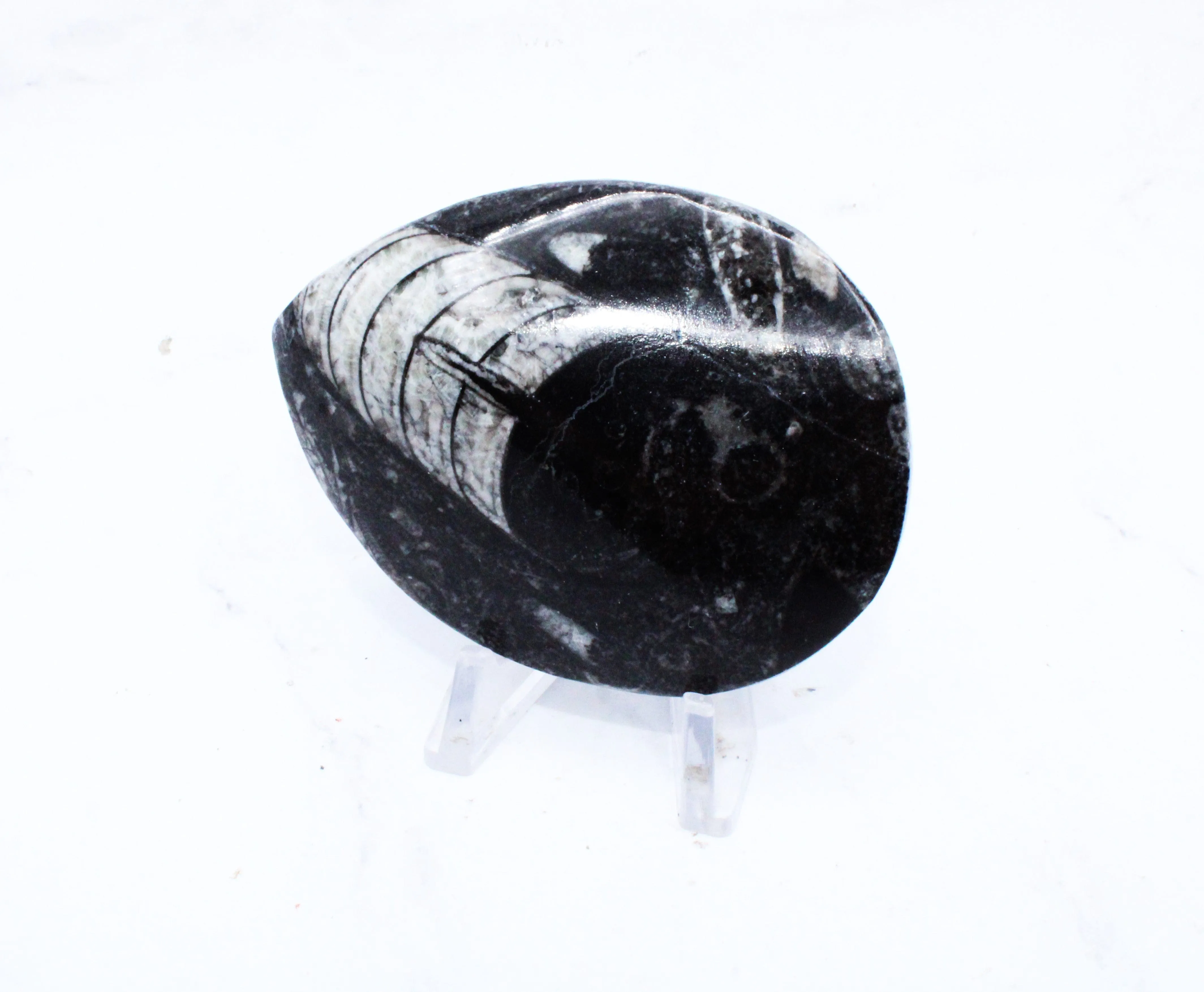 Medium Polished Orthoceras