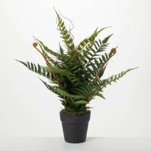 PLUMP & FULL POTTED FERN