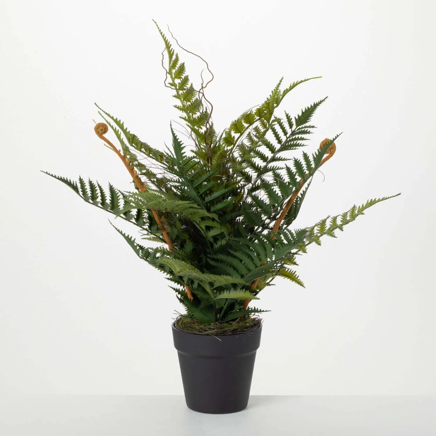 PLUMP & FULL POTTED FERN