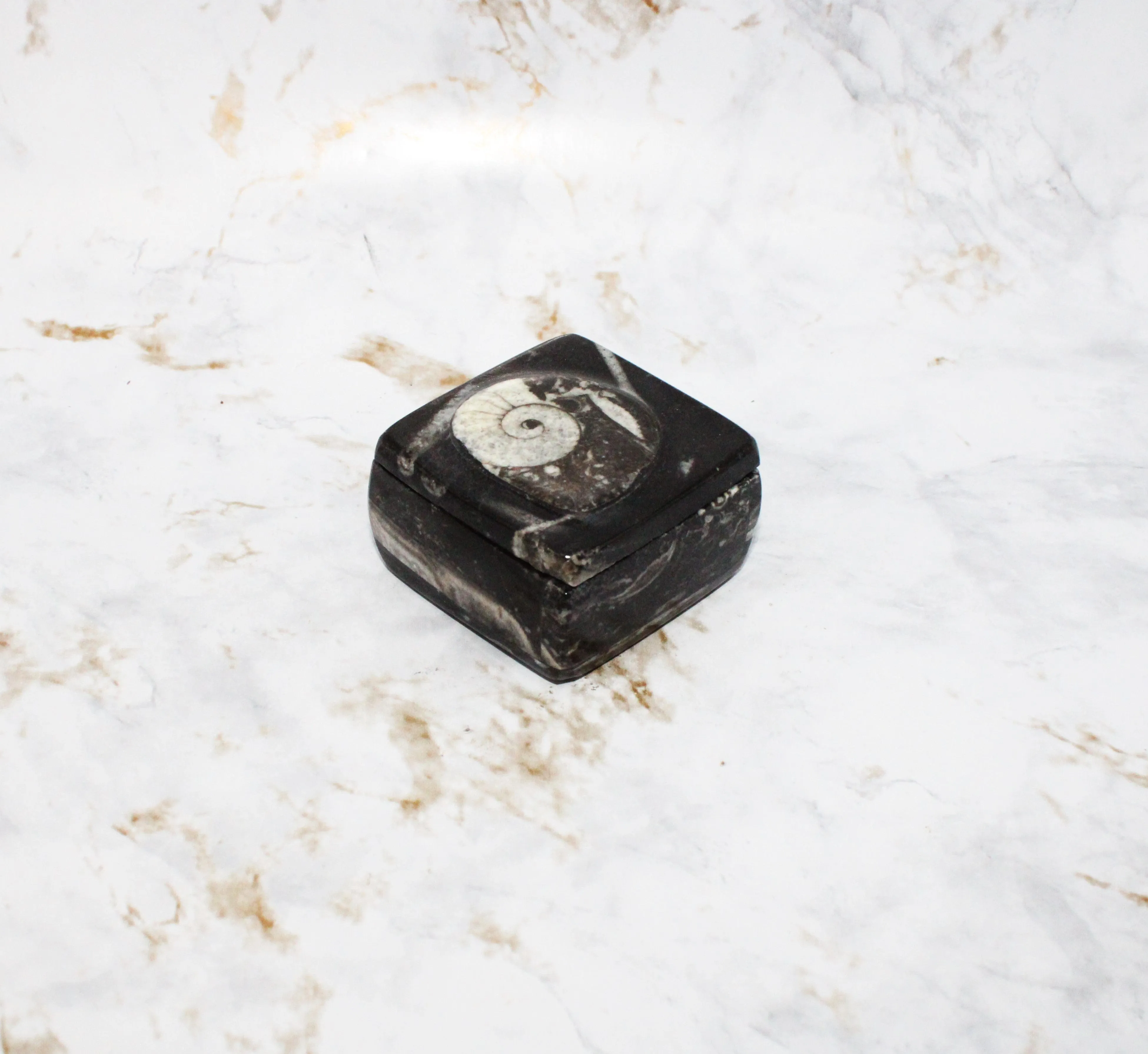 Polished Orthoceras Box