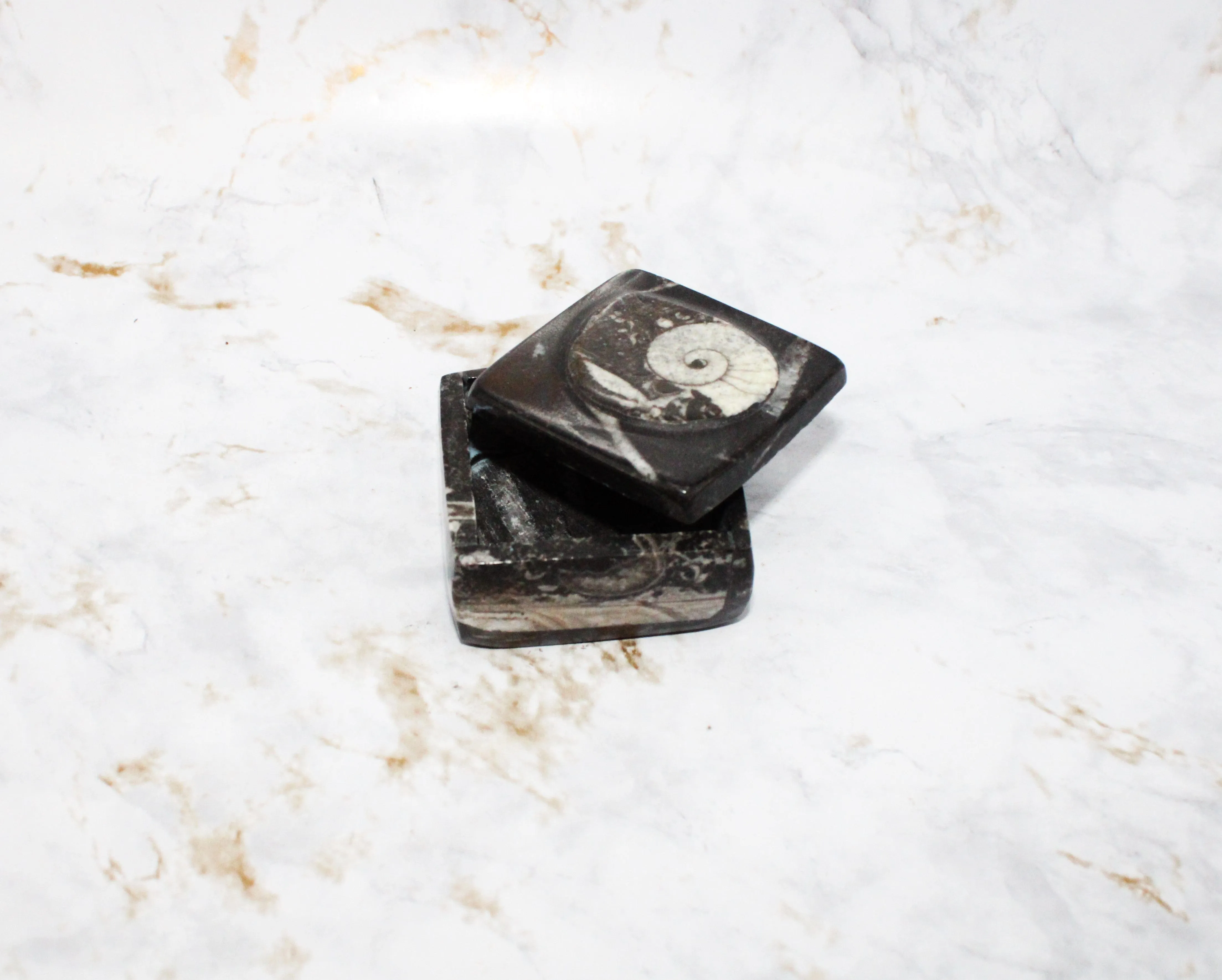 Polished Orthoceras Box