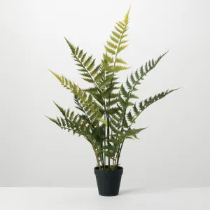 POTTED FERN