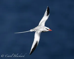 Red-billed Tropicbird flying26
