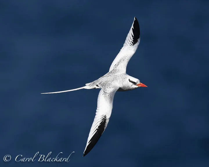 Red-billed Tropicbird flying26